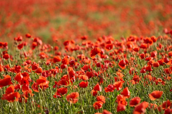 Immense Champ Coquelicots Rouges Fleurs Dans Une Lumière Soir Chaude — Photo