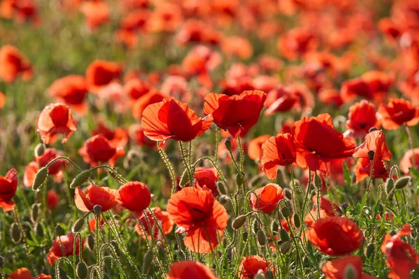 Immense Champ Coquelicots Rouges Fleurs Dans Une Lumière Soir Chaude — Photo