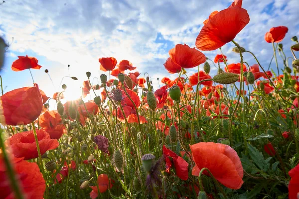 Immense Champ Coquelicots Rouges Fleurs Dans Une Lumière Soir Chaude — Photo