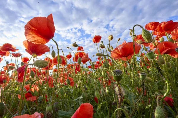 Immense Champ Coquelicots Rouges Fleurs Dans Une Lumière Soir Chaude — Photo