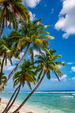 Pasifik Okyanusu, Beyaz Plaj ve palmiye ağaçları Moorea, Society Adaları, Fransız Polinezyası 'nda rüzgâr esintisinde sallanıyor.