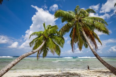 Pasifik Okyanusu, Beyaz Plaj ve palmiye ağaçları Moorea, Society Adaları, Fransız Polinezyası 'nda rüzgâr esintisinde sallanıyor.