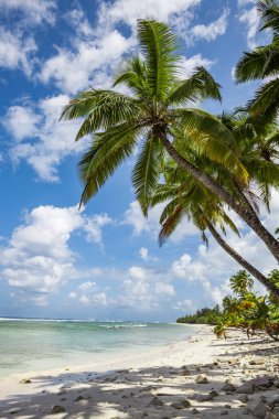 tropic ocean, white beach and beatyful palm trees on Bora Bora Island, society Islands, French Polynesia