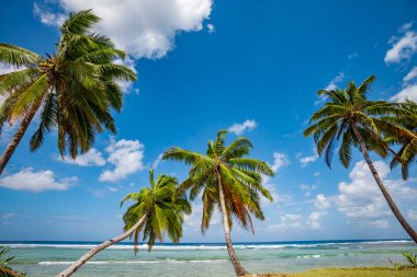 tropic ocean, white beach and beatyful palm trees on Bora Bora Island, society Islands, French Polynesia