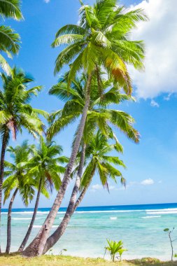 tropic ocean, white beach and beatyful palm trees on Bora Bora Island, society Islands, French Polynesia