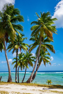 tropic ocean, white beach and beatyful palm trees on Bora Bora Island, society Islands, French Polynesia