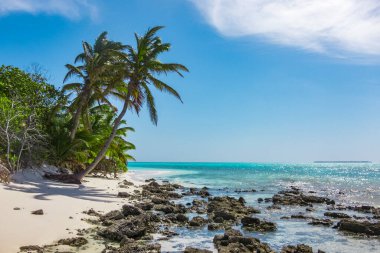 tropical beach with palm trees in the Republich of Samoa, Polynesia