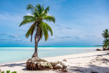 tropic ocean, white beach and beautyful palm trees on Bora Bora Island, society Islands, Frenxh Polynesia