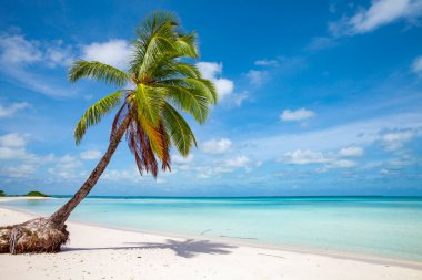 tropic ocean, white beach and beautyful palm trees on Bora Bora Island, society Islands, Frenxh Polynesia