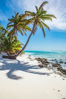 tropic ocean, white beach and beautyful palm trees on Bora Bora Island, society Islands, French Polynesia