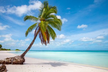 tropic ocean, white beach and beautyful palm trees on Bora Bora Island, society Islands, French Polynesia