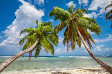 tropic ocean, white beach and beautyful palm trees on Bora Bora Island, society Islands, French Polynesia
