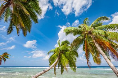 tropic ocean, white beach and beautyful palm trees on Bora Bora Island, society Islands, French Polynesia