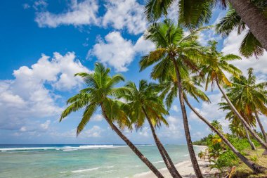 tropic ocean, white beach and beautyful palm trees on Bora Bora Island, society Islands, French Polynesia