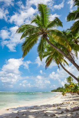 tropic ocean, white beach and beautyful palm trees on Bora Bora Island, society Islands, French Polynesia