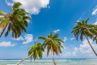 tropic ocean, white beach and beautyful palm trees on Bora Bora Island, society Islands, French Polynesia