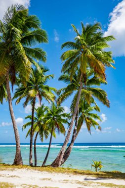 tropic ocean, white beach and beautyful palm trees on Bora Bora Island, society Islands, French Polynesia
