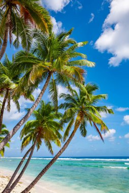 tropic ocean, white beach and beautyful palm trees on Bora Bora Island, society Islands, French Polynesia