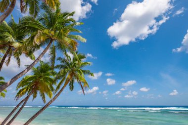 tropic ocean, white beach and beautyful palm trees on Bora Bora Island, society Islands, French Polynesia