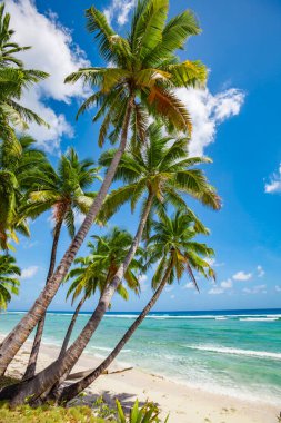 tropic ocean, white beach and beautyful palm trees on Bora Bora Island, society Islands, French Polynesia
