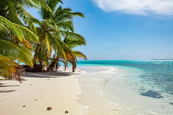 太平洋 白いビーチとヤシの木が風に揺れるのは フランス領ポリネシア — ストック写真