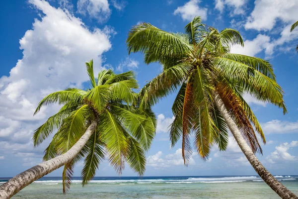 pacific ocean, white beach and palmtrees swinging in the passat wind breeze on moorea, society Islands, French Polynesia