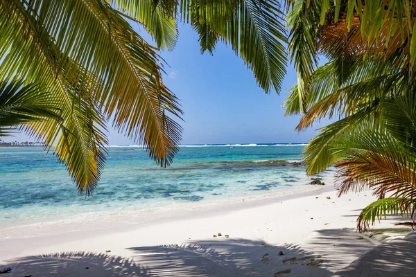 Pacific Ocean White Beach Palmtrees Swinging Passat Wind Breeze Moorea — Stock Photo, Image