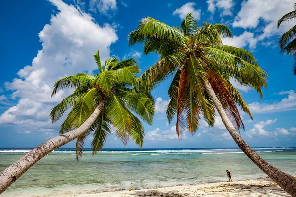 Pacific Ocean White Beach Palmtrees Swinging Passat Wind Breeze Moorea — Stock Photo, Image