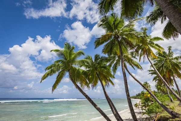 Pacific Ocean White Beach Palmtrees Swinging Passat Wind Breeze Moorea — Stock Photo, Image