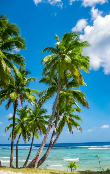 tropic ocean, white beach and beatyful palm trees on Bora Bora Island, society Islands, French Polynesia