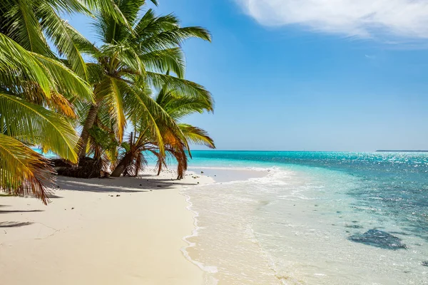 Tropic Ocean White Beach Beautyful Palm Trees Bora Bora Island — ストック写真