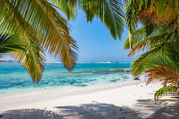 Tropic Ocean White Beach Beautyful Palm Trees Bora Bora Island — ストック写真