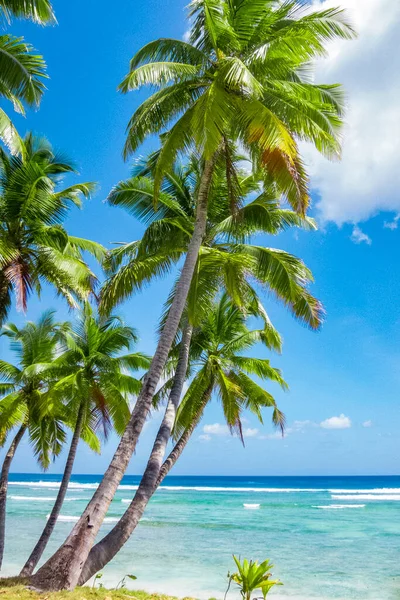 tropic ocean, white beach and beautyful palm trees on Bora Bora Island, society Islands, French Polynesia