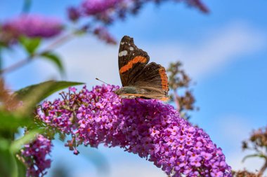 Red Admiral butterfly, papilio atalanta sitting on a sweet butterfly bush clipart