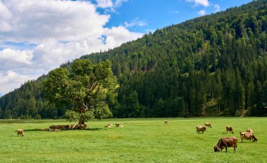 cattle herd on a pasture with an old mountain maple tree in the Gunzesried valley, Allgaeu Alps, Bavaria, Germany