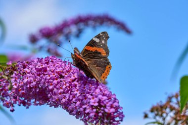 Red Admiral butterfly, papilio atalanta sitting on a sweet butterfly bush