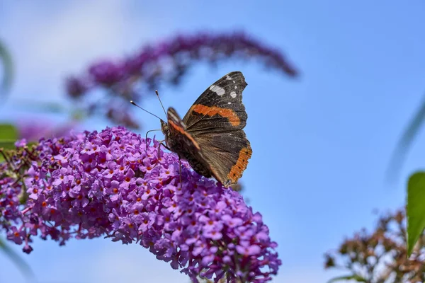 Red Admiral butterfly, papilio atalanta sitting on a sweet butterfly bush