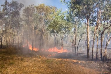 Bushfire in the outback of Northern Territory, Australia