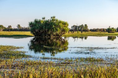 Peaceful landscape at sunrise in White water Billabong, Kakadu National Park, Northern Territory, Australia