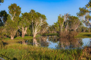 Peaceful landscape at sunrise in White water Billabong, Kakadu National Park, Northern Territory, Australia