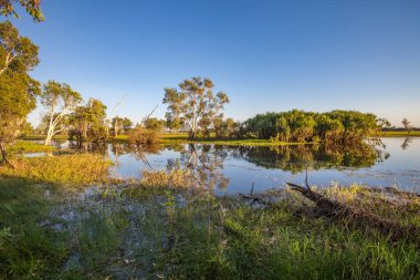 Peaceful landscape at sunrise in White water Billabong, Kakadu National Park, Northern Territory, Australia