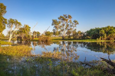 Peaceful landscape at sunrise in White water Billabong, Kakadu National Park, Northern Territory, Australia