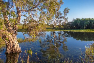 Peaceful landscape at sunrise in White water Billabong, Kakadu National Park, Northern Territory, Australia