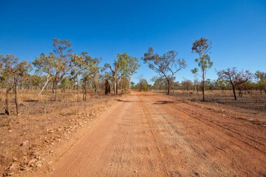 termite mound, termitarium, termites nesting in the australien outback near Darwin