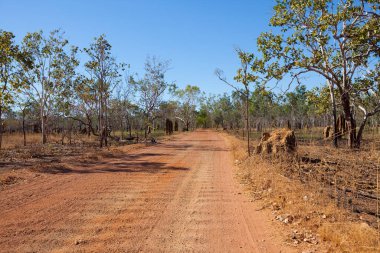 termite mound, termitarium, termites nesting in the australien outback near Darwin