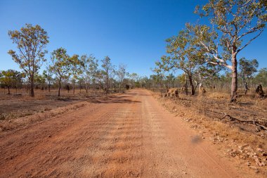 termite mound, termitarium, termites nesting in the australien outback near Darwin