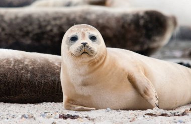 Grey seal on Helgoland Island, Germany Bight, Germany