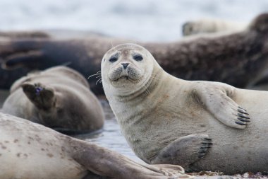 Grey seal on Helgoland Island, Germany Bight, Germany