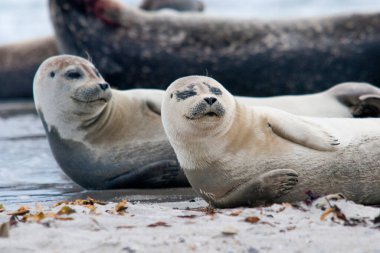 Grey seal on Helgoland Island, Germany Bight, Germany clipart