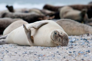 Grey seal on Helgoland Island, Germany Bight, Germany